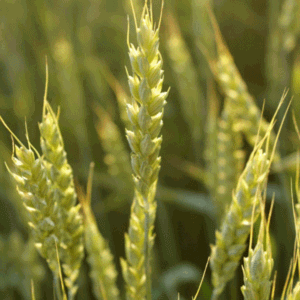 animaatjes-graan-72897